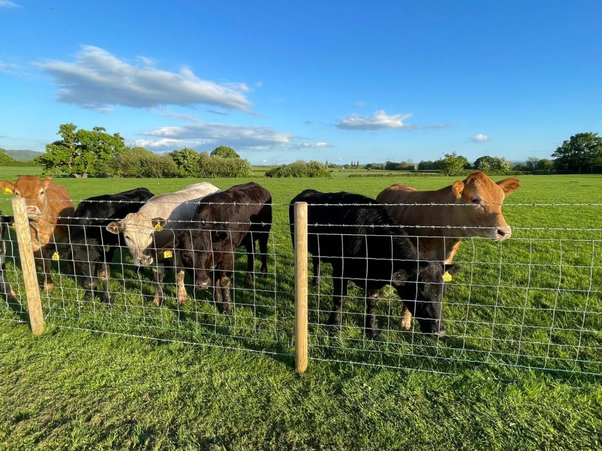 Отель Abbey Farm Luxury Glamping Rhuddlan Экстерьер фото
