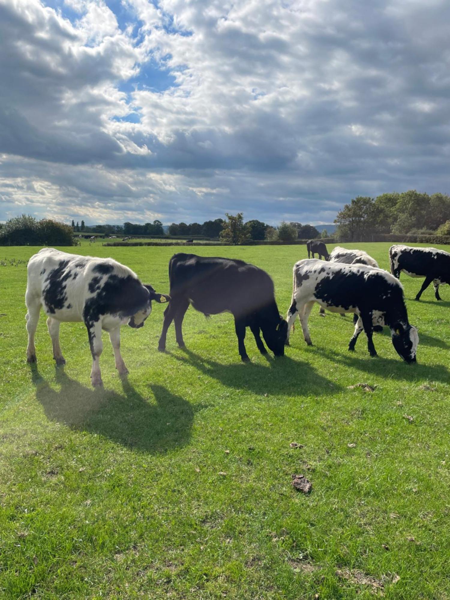 Отель Abbey Farm Luxury Glamping Rhuddlan Экстерьер фото